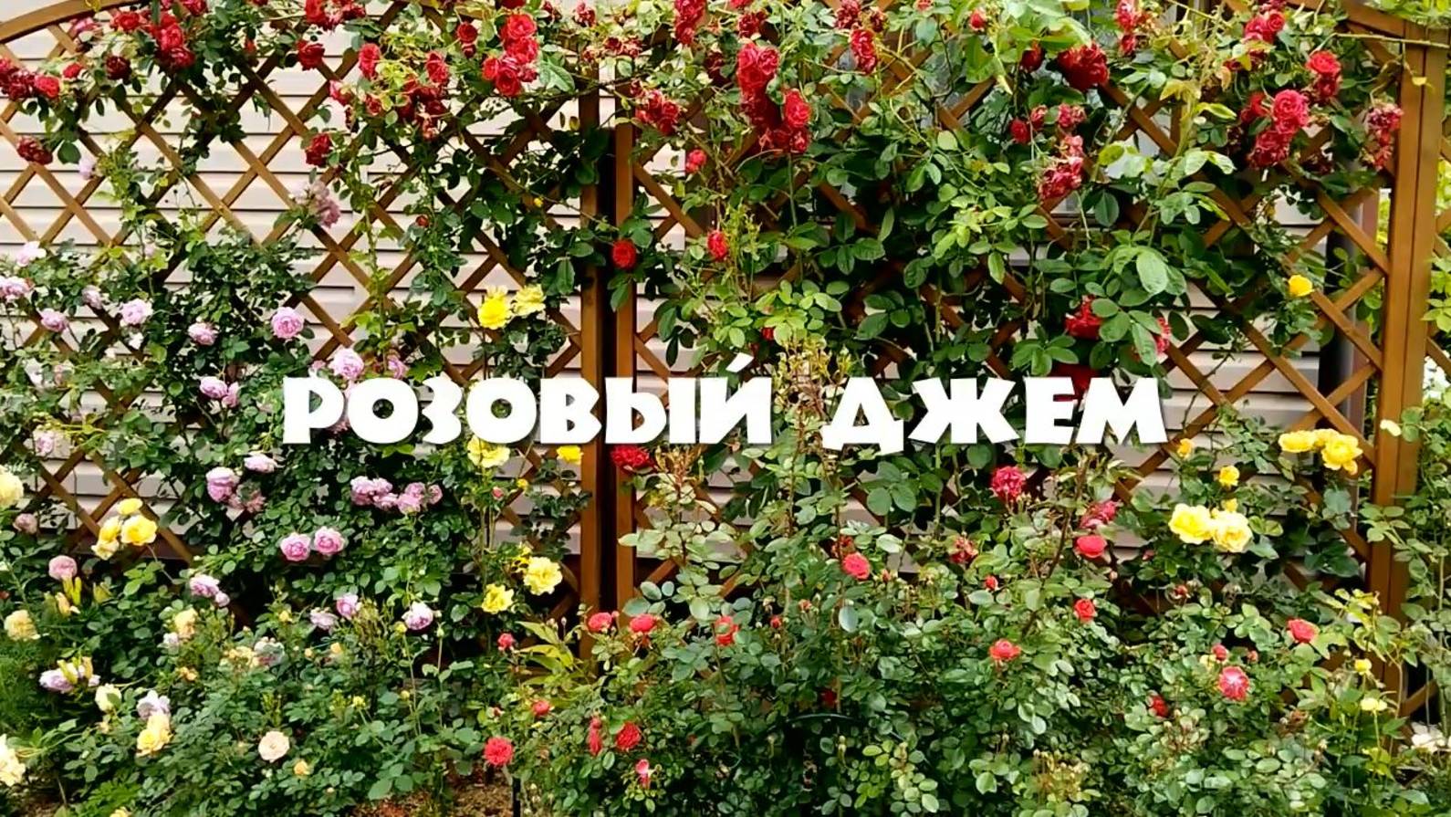 Розовый джем