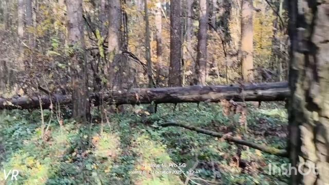 Прогулка в подмосковном лесу #27, золотая осень 🌳🌲🍁🍂🌳☀️🌲🌳   11.10.2025