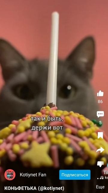 КОНФЕТЬКА😺 (kotynet)