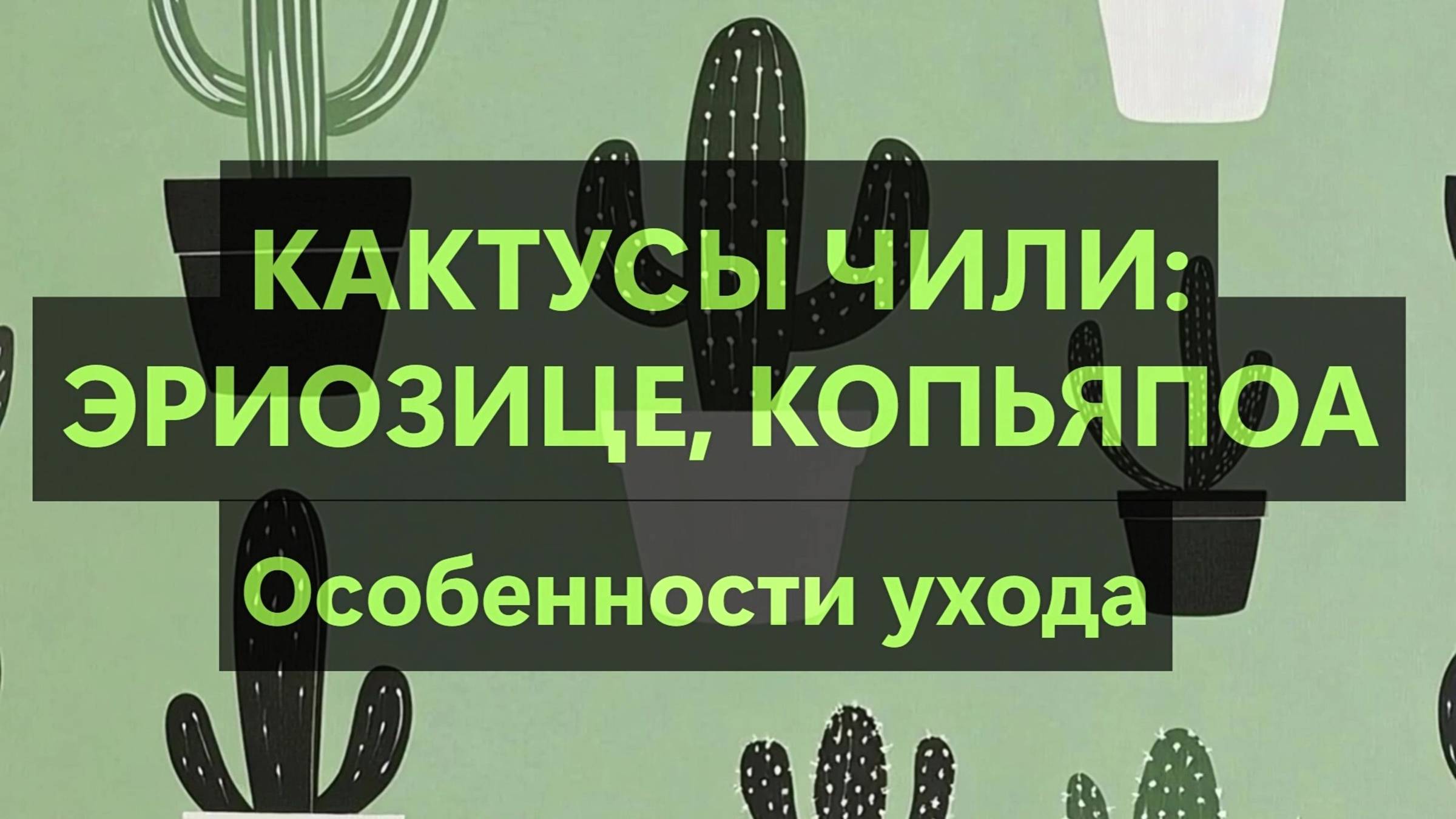 Кактусы Чили. Эриозице, Копьяпоа. Особенности ухода