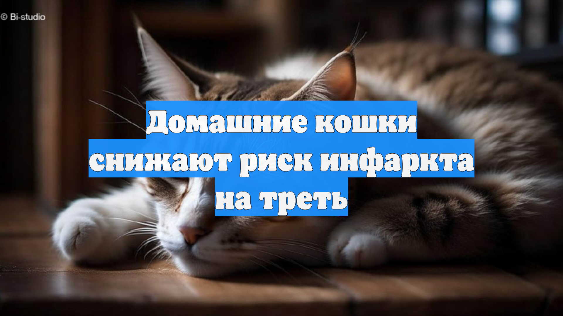 Домашние кошки снижают риск инфаркта на треть
