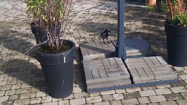 Ворона забрала кость у собаки