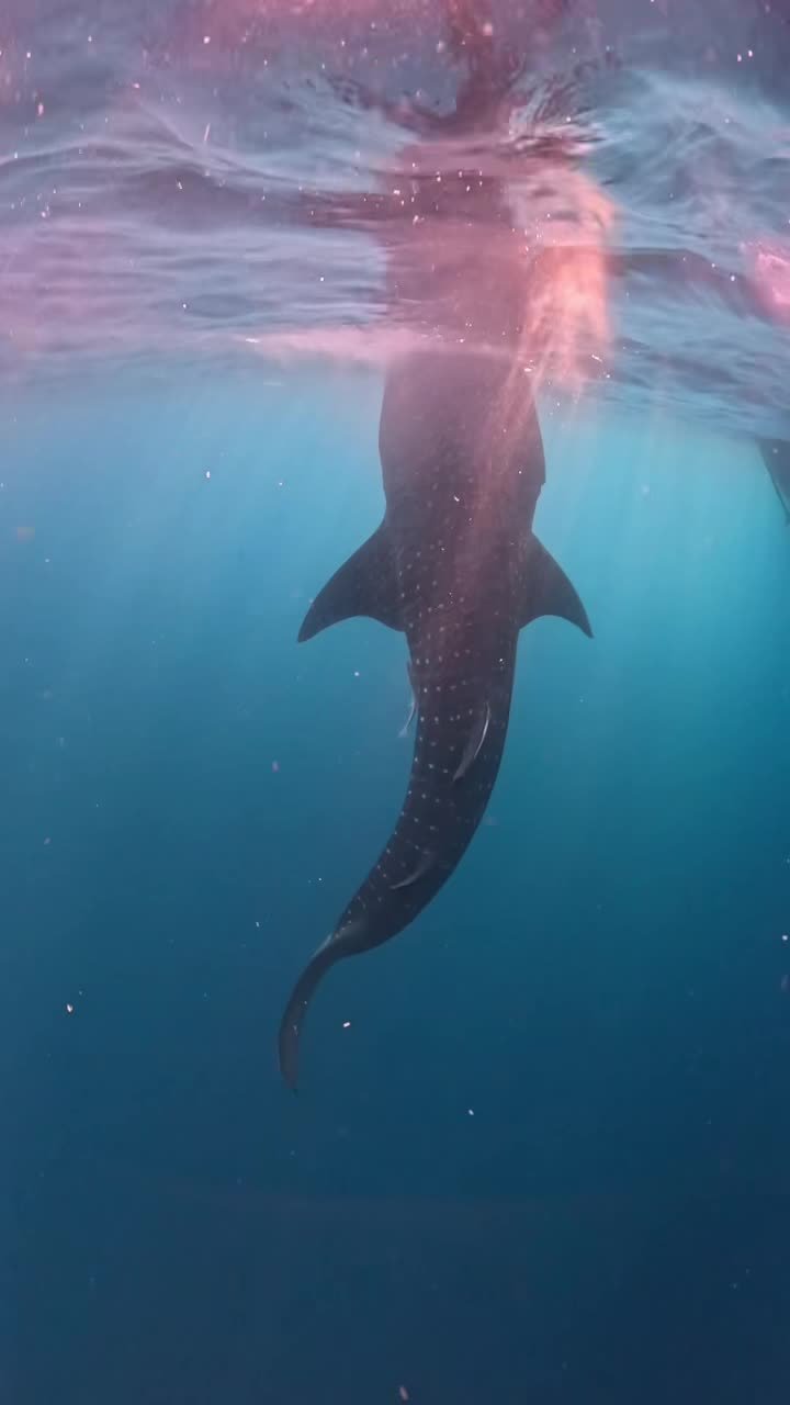 🐋 Немного о гигантских акулах