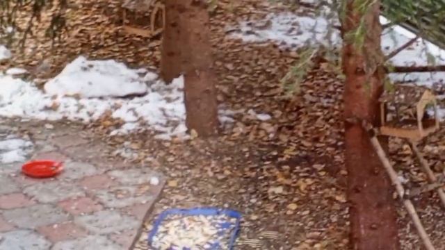 дикие вольные белки.