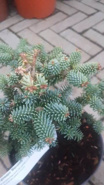 ❤🌲Пихта Марокко испанская 
✔Продажа растений в телеграм канале:
Https://t.me/love_is_hvoiny_dvorik
🚛