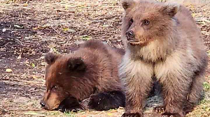 Рабочих могут привлечь к ответственности за прикорм медвежат