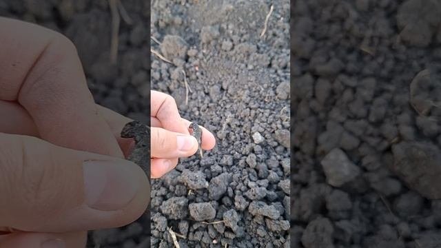 Озимая пшеница осенью и подготовка почвы.