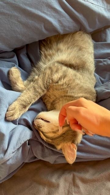 Мило спящий котик 🐱