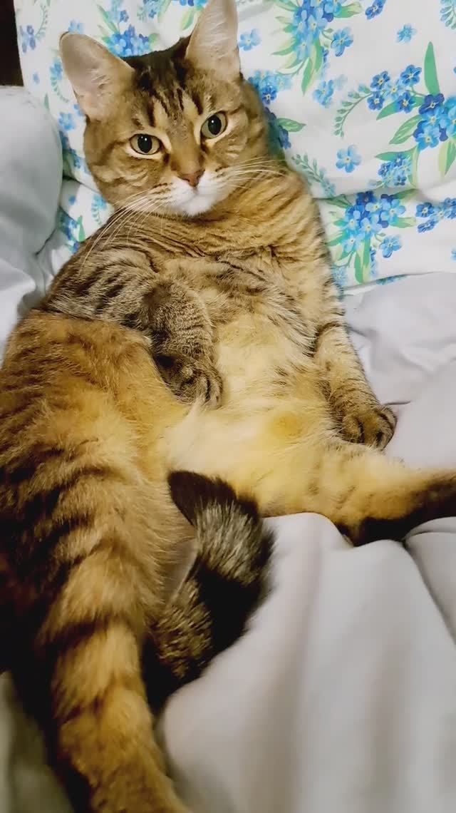 Деловая киса Лиза)))😍😍😍