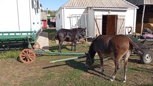 собираю мулов в дорогу