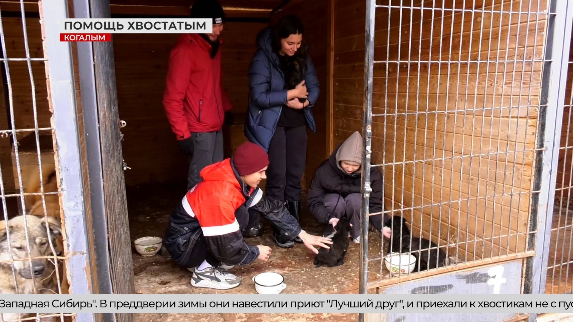 Поддержка бездомных животных в наших городах