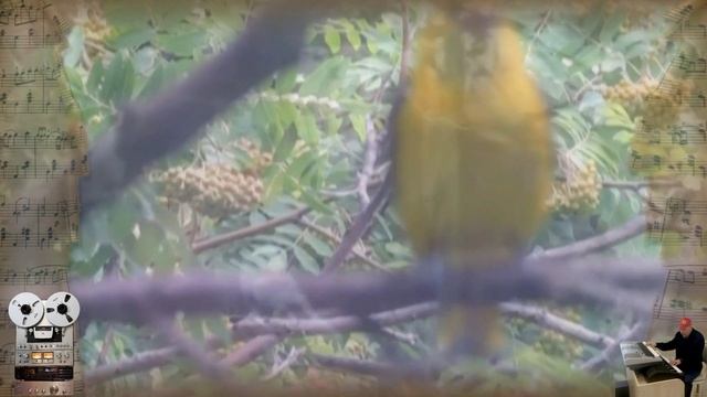 «Иволга»Сергей Орлов