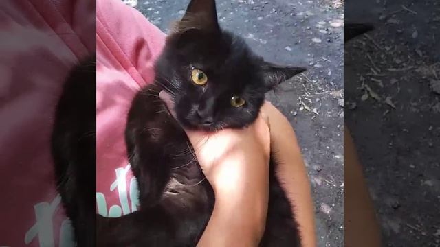 1000000299.mp4 мур коттик