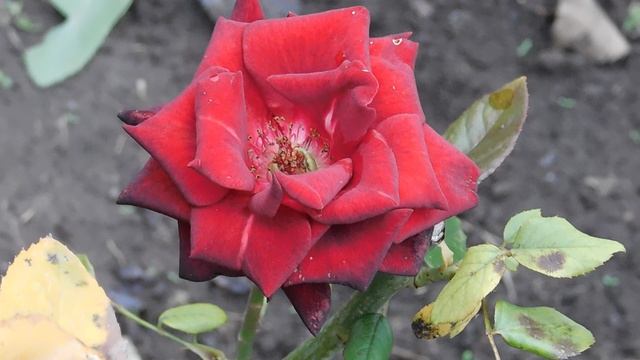 11=10=2025 ник ПВН (187)