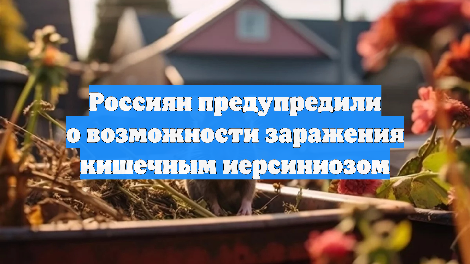 Россиян предупредили о возможности заражения кишечным иерсиниозом