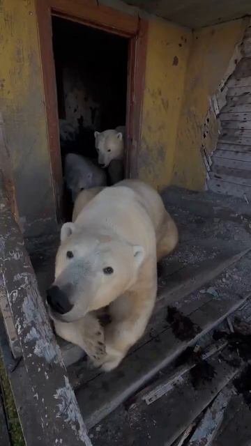 Polar Bears Live Among People #PolarBears #WildlifeConservation #Sustainability #WildlifeAwareness