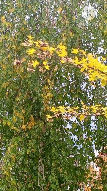 Золотая осень 🍁 Осенние зарисовки с нашего двора, Белгород