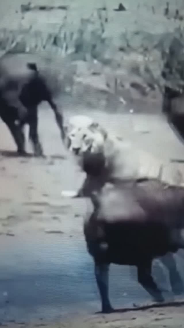 Схватка Львов с Буйволами😯😮😳#Shorts