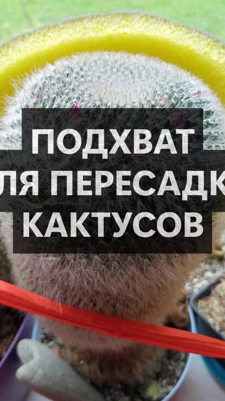 Подхват для пересадки кактусов
