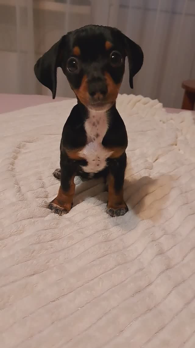 Маленькая собачка Диди!😍😍😍