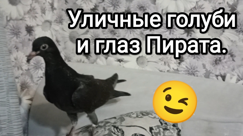 13-10-2025. Кормим уличных голубей и смотрим глаз Пирата.