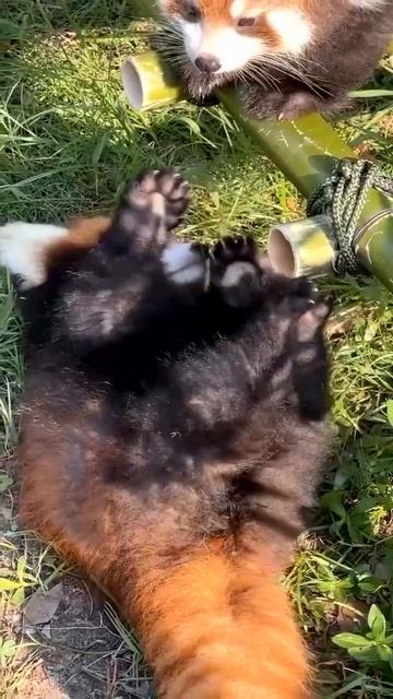 Маленькие красные панды 🐼❤️🤩😉🥰