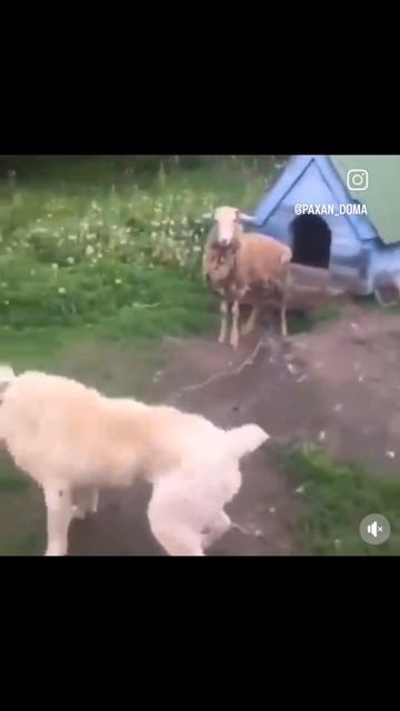 озвучка