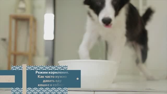 Сколько раз в день нужно кормить кошку или собаку?