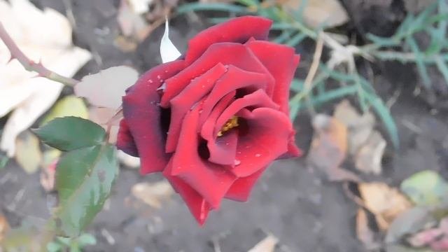 11102025  ник  ПВН  228