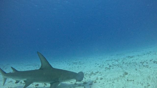 Great Hammerheads