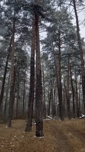 Зимняя сказка приходит❄️

#iPhone #iphone11pro #iphone11photo #photo #lightroom #алтайскийкрай #барн