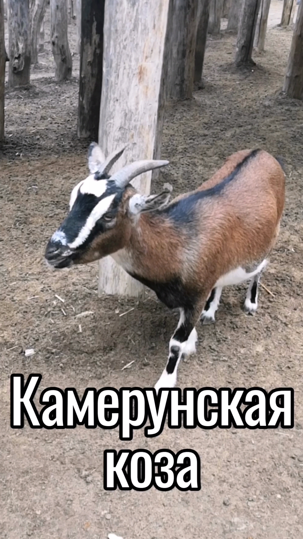 Камерунская коза