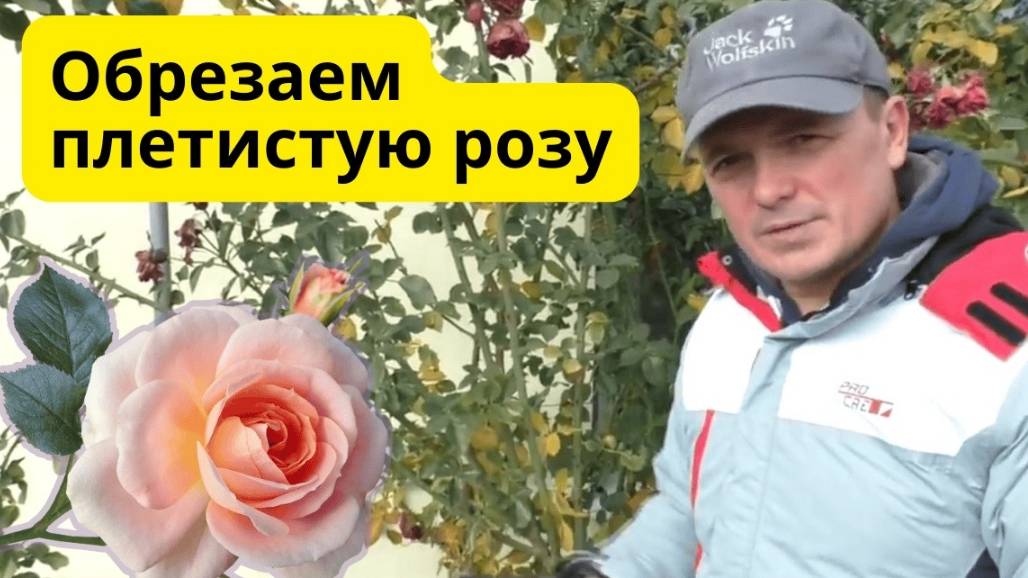 Обрезка плетистой розы осенью, которая зарядит её на весеннее цветение 🌹