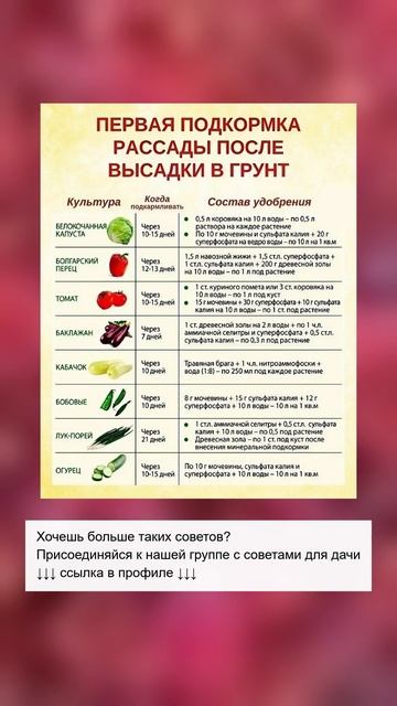 Идеальная подкормка для рассады