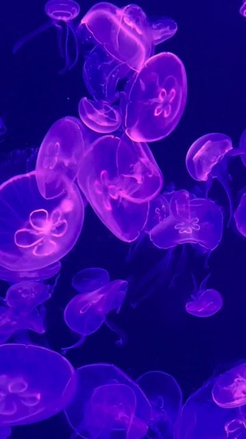 Океан, обитатели моря