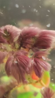 Такая штука, у меня разрослась в аквариуме...Что это вообще, жесть какая-то потом её рыбы сьели