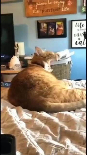 Смешные коты 85-1