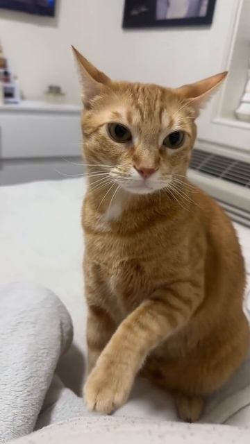 котик