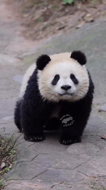 Любопытный малыш ❤️🤩😉🥰🐼