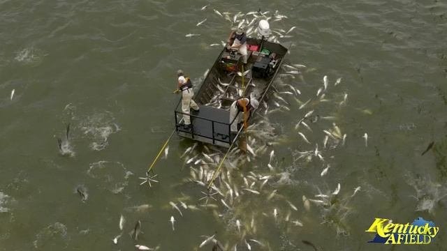 Electrofishing A Huge School Of Asian Carp Below Barkley Dam