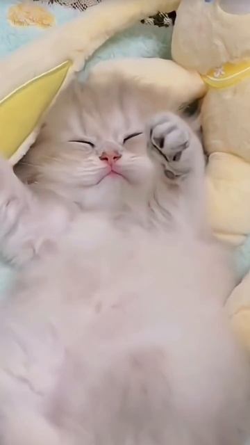Забавные кошки