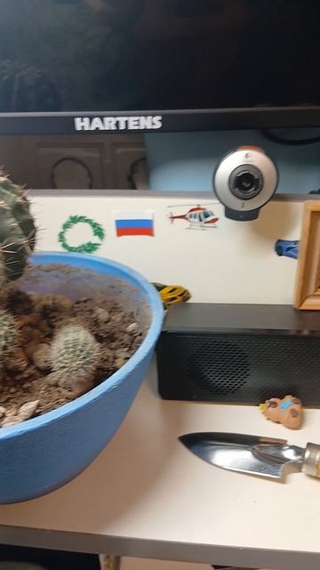 Как поливать кактусы