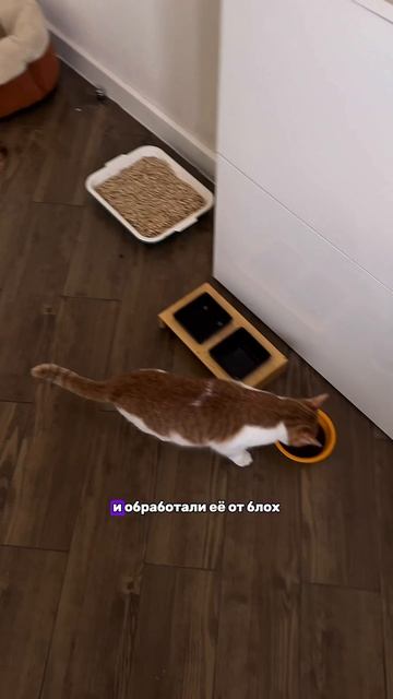 Взяли бы такую милашку?❤️
