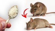 Как избавиться от мышей и крыс навсегда