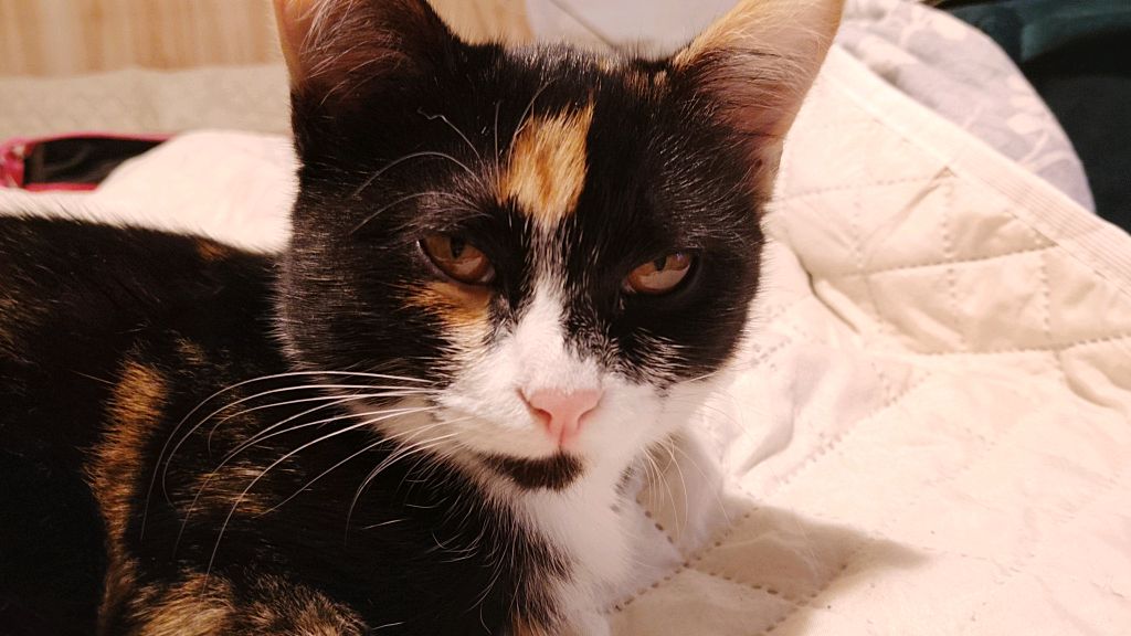 котенок Мята