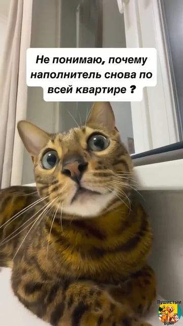 Клип meowtaverse