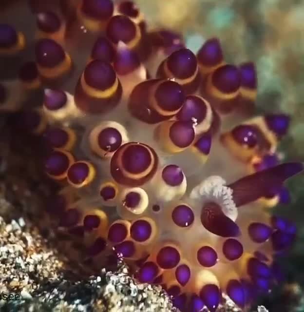 Морские слизни 🐌известны своей яркой и разнообразной окраской, которая служит либо для маскировк...