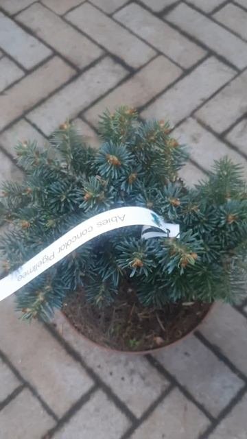 ❤🌲Пихта Пиггельми
✔Продажа растений в телеграм канале:
Https://t.me/love_is_hvoiny_dvorik
🚛🪴Отправка