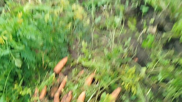 Морковь 2025.mp4