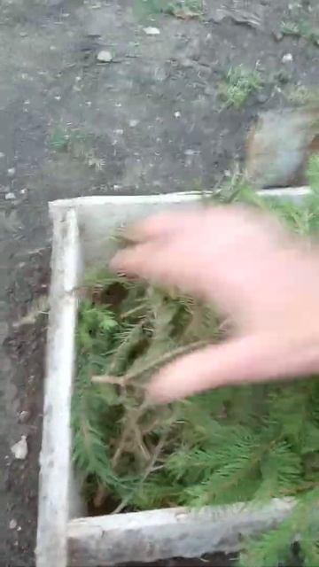 Укрываем розы на зиму. Часть 2